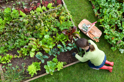 How To Make Your Own Organic Garden My Home Repair Tips